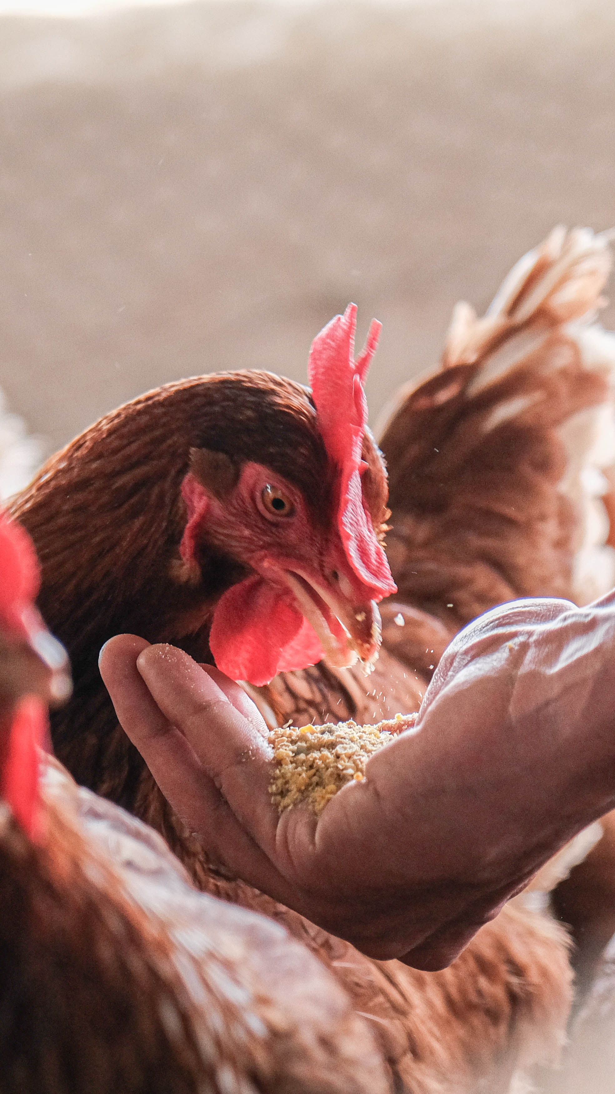 Lo que comen las gallinas, lo comes tú: La clave para un huevo saludable y nutritivo