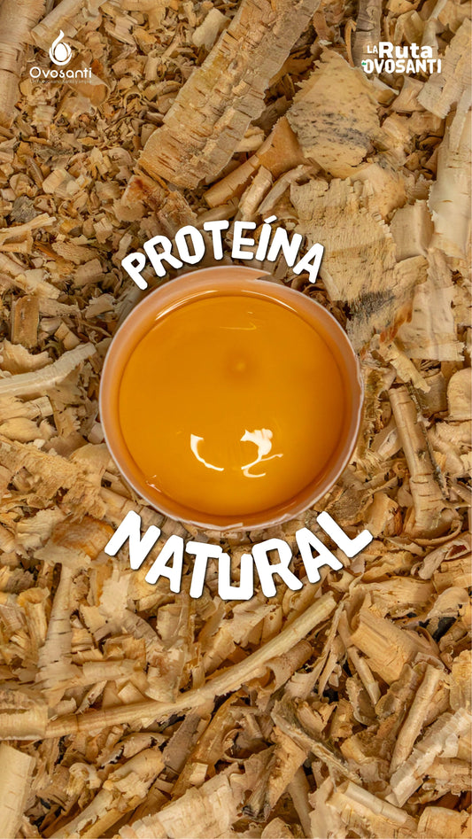 De la Granja a tu Mesa: El Viaje Secreto de los Huevos Libres de Antibióticos